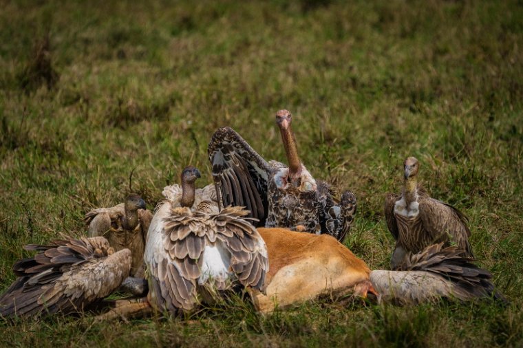 126 Masai Mara, gieren.jpg